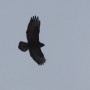 Buzzard?