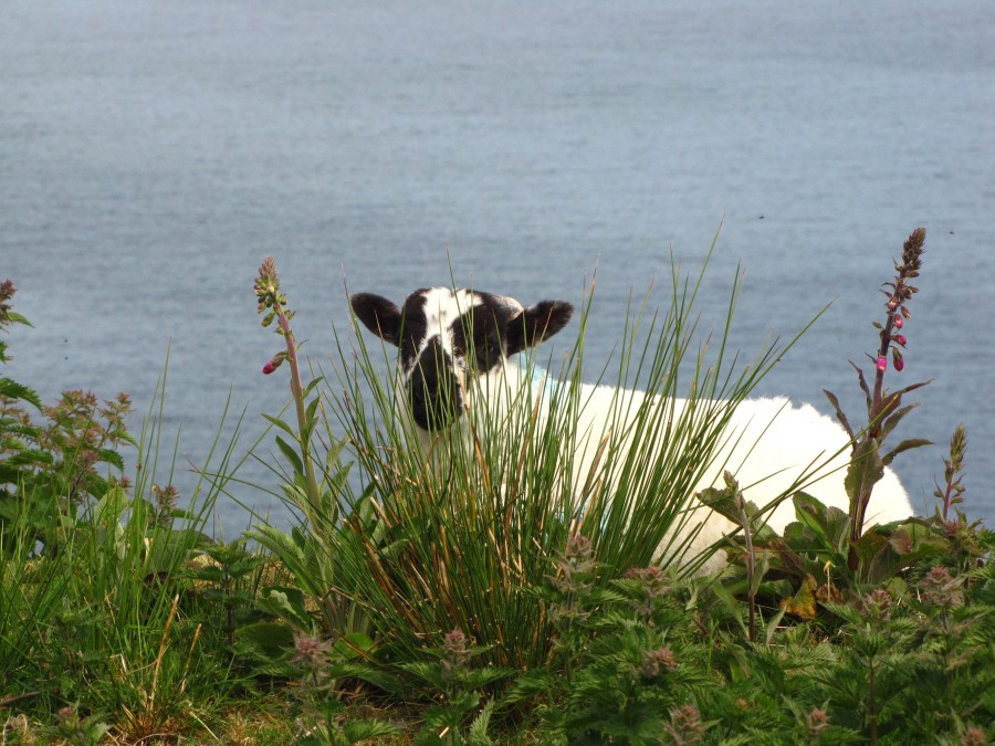 There's a Sheep hiding in this Picture. Can you spot it? There's a Sheep hiding in this Picture. Can you spot it?