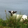There's a Sheep hiding in this Picture. Can you spot it?