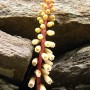 A Plant ;-)