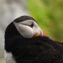 Puffin