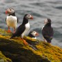 Puffins