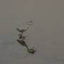 A Heron