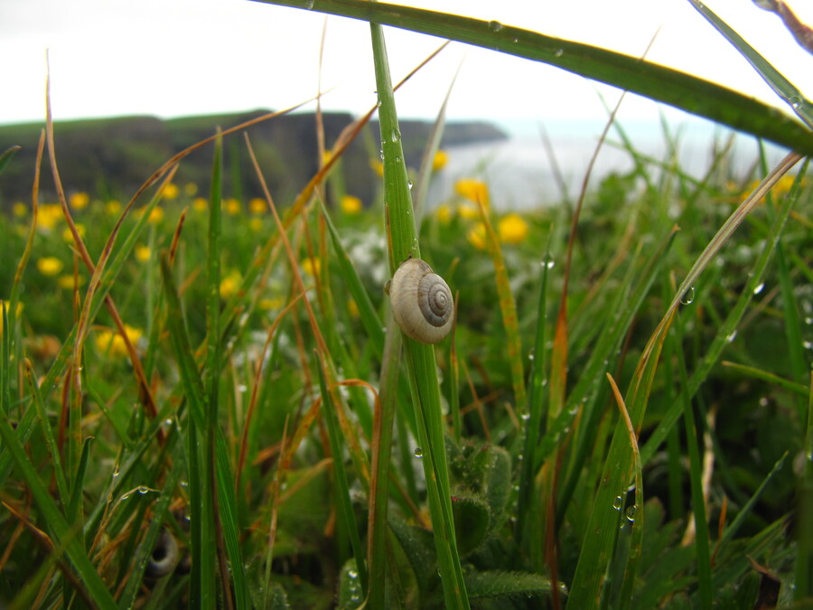 Snail at the Cliffs of Moher