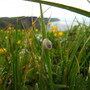 Snail at the Cliffs of Moher
