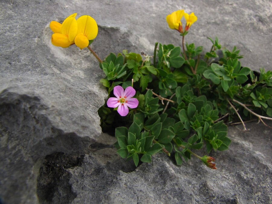 Flowers at the Burren