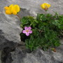 Flowers at the Burren