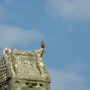 Bird on a Highcross