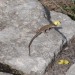 Lizzard