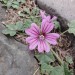 Flower with a Bug