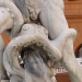 Tentacle Pr0n :-)
