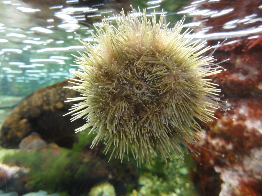 At the New England Aquarium