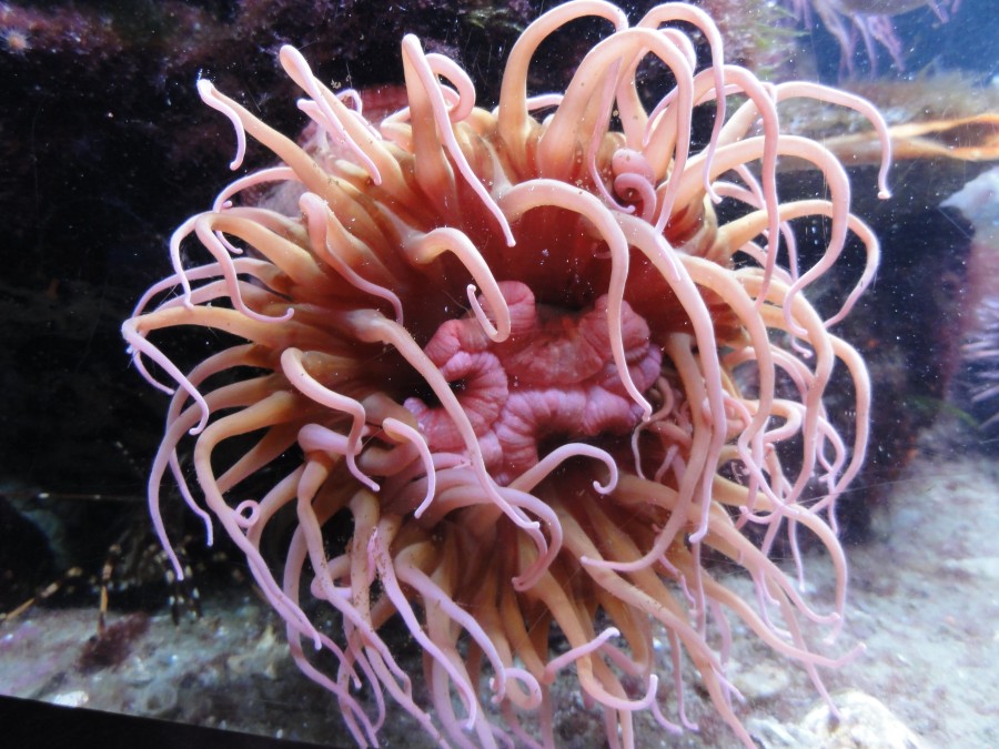 At the New England Aquarium