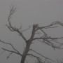 Morning Mist at Montserrat