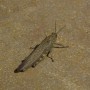 Locust