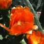 Cactus Flower