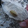 Woodlouse