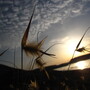 Grass in the Sunset