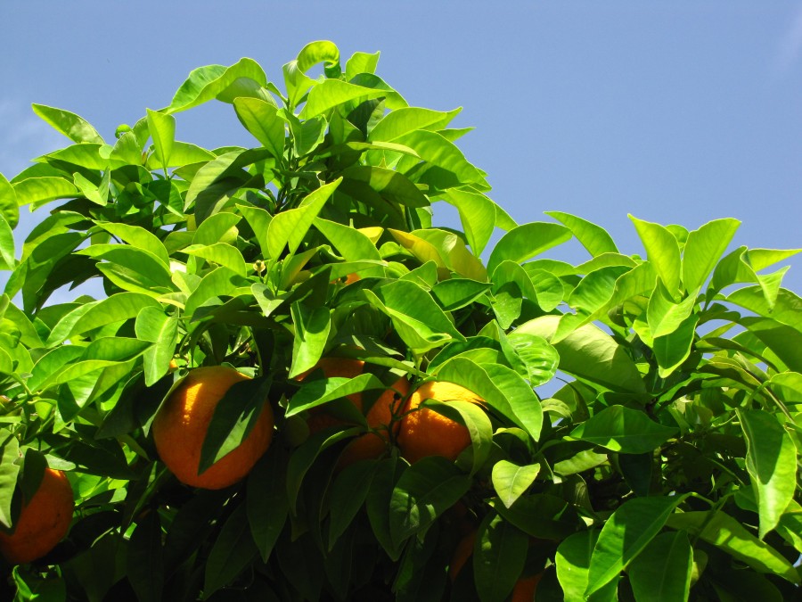 Orange Tree