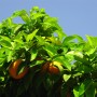 Orange Tree