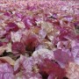 Flower Petals