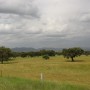 Olive Trees