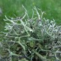 Moss