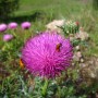 Buggy Flower
