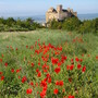 Castillo de Loarre with Poppies