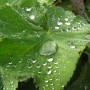Water Droplets