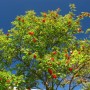 Rowan Berry Tree