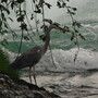 A Heron at the Rhine Fall