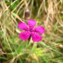 Pink Flower