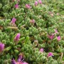 Alcatraz Plants