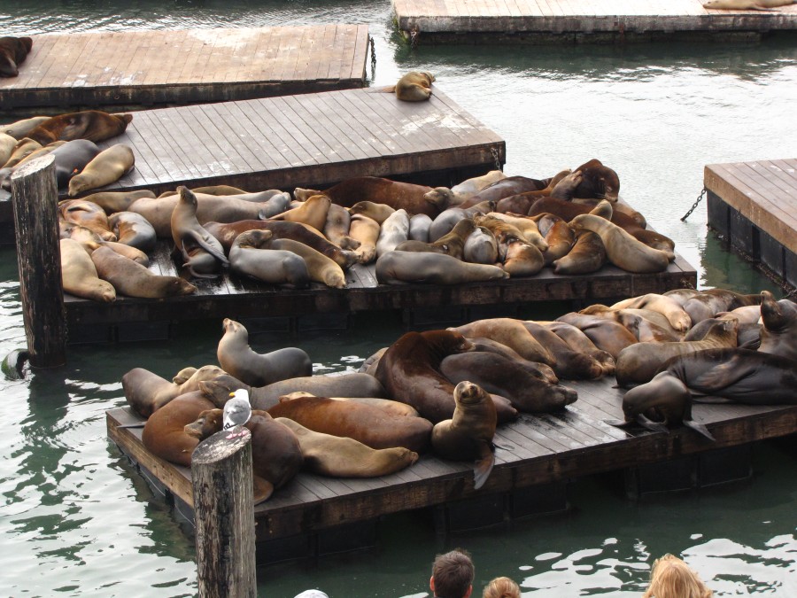 Sea Lions at Pier 39