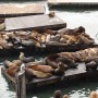 Sea Lions at Pier 39