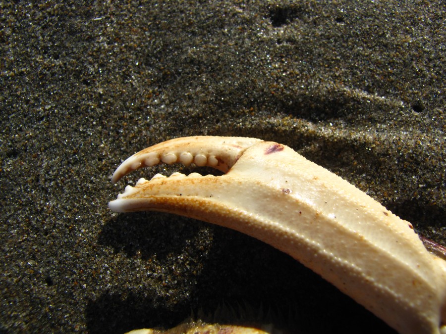 Crab Claw