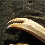 Crab Claw