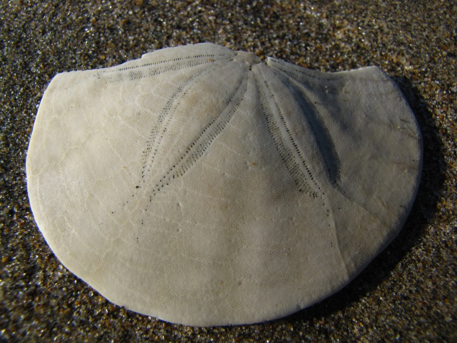 Shell