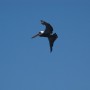 Pelican