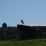 Bird in Stavern