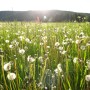 Field of Blowballs