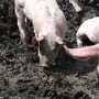 Piglets