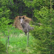 20120609-142158-canon.jpg