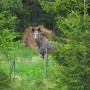 An Elk