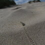 Caterpillar climbing the Dunes