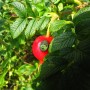 Bug on a Dogrose
