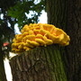 Mushroom, Gotha