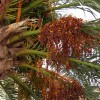 Palm Fruit?