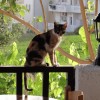 Cat Content